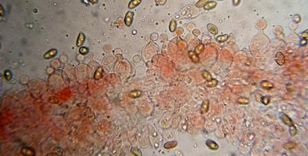 Galerina da determinare n�5